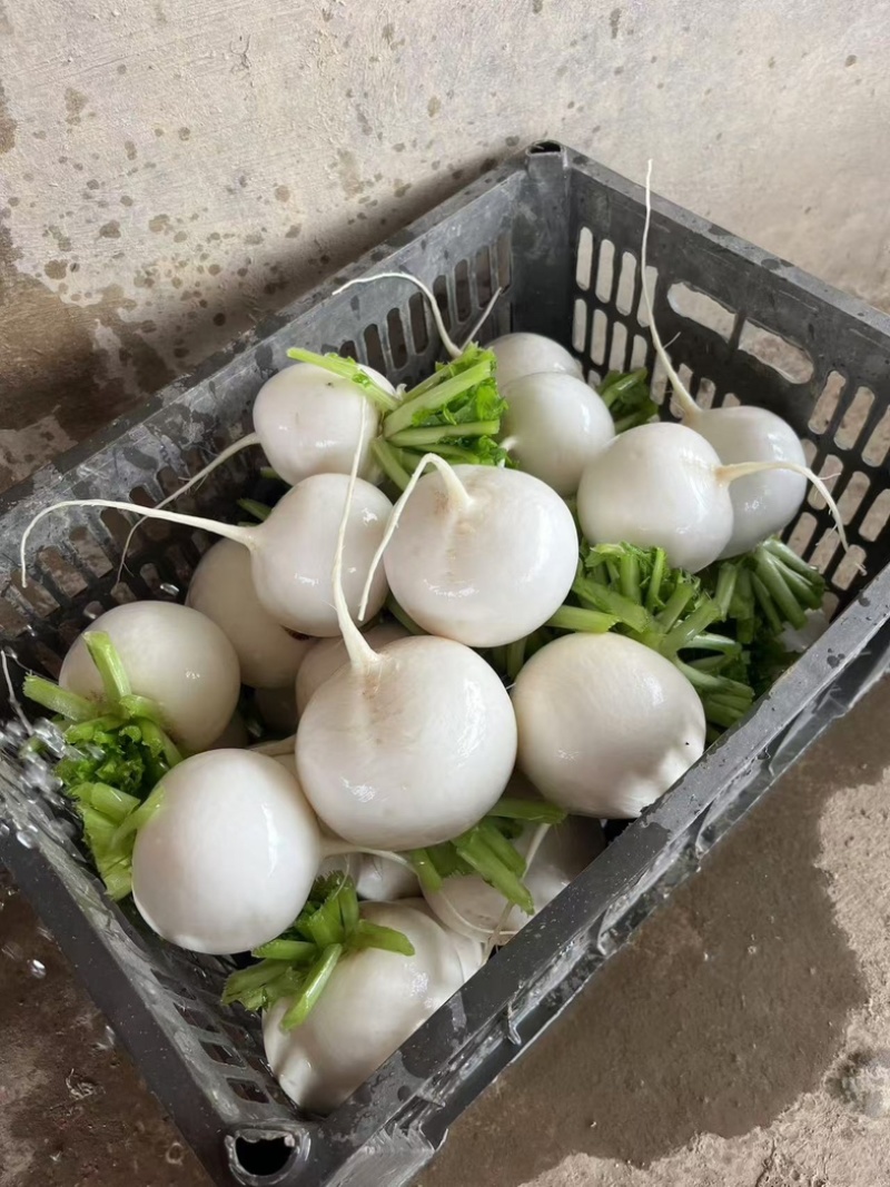 重庆精品圆萝卜开卖，产地直发，需要的直接联系
