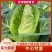 湖北牛心菜牛心白精品牛心甘蓝产地供应一手货源
