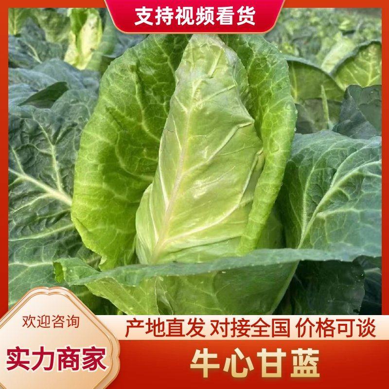 湖北牛心菜牛心白精品牛心甘蓝产地供应一手货源