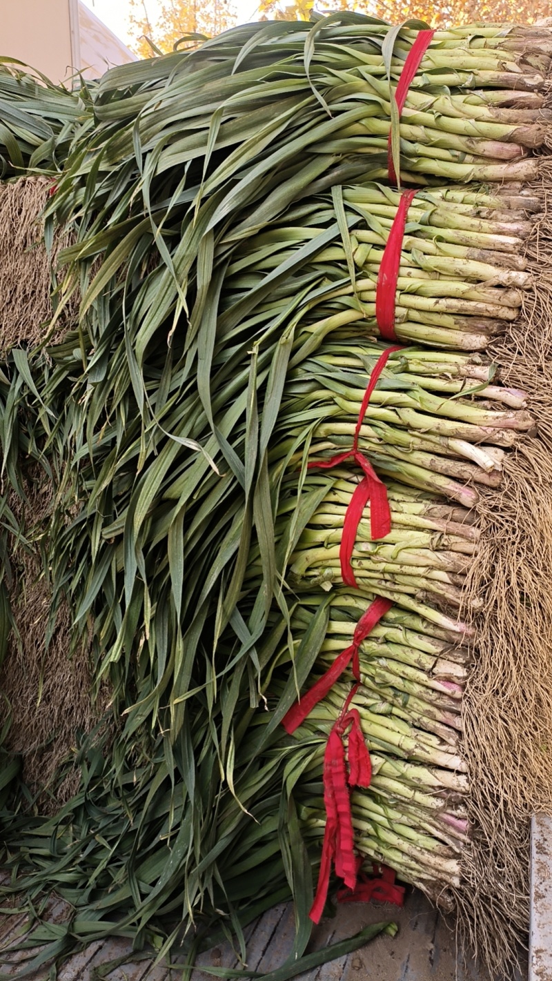 蒜苗，质优价廉，长期供应，基地货源，量大从优