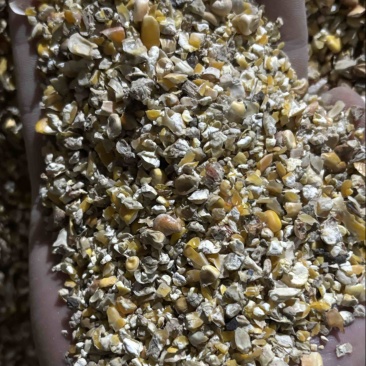 养殖碎玉米价格美丽保质保量供货视频看货