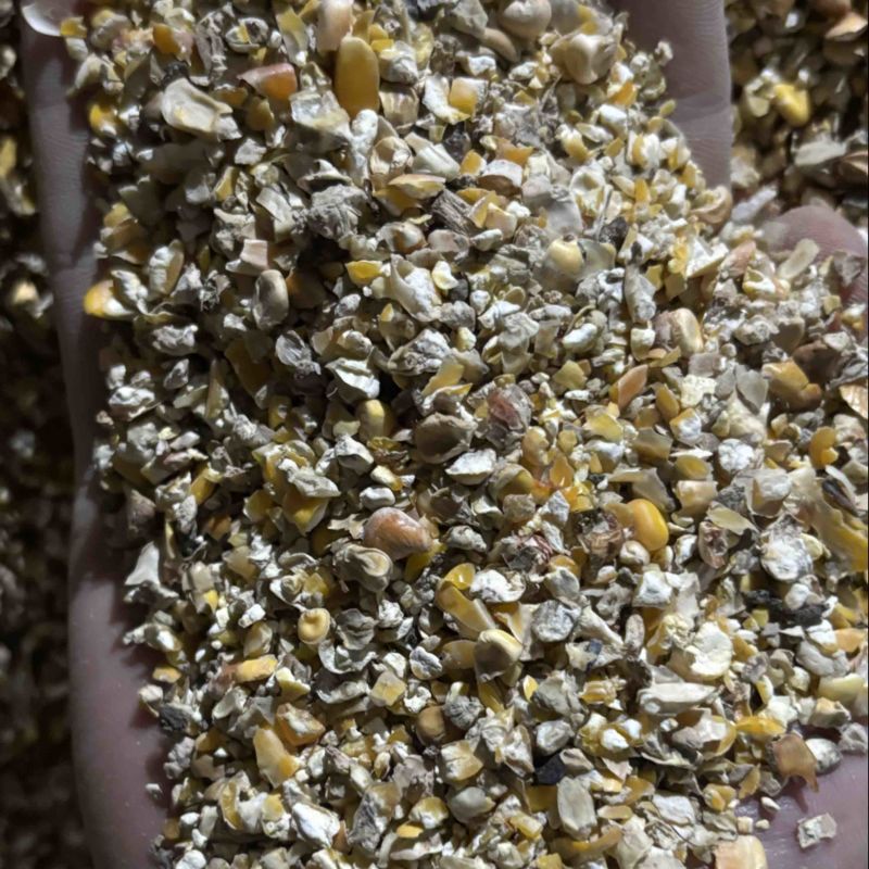 养殖碎玉米价格美丽保质保量供货视频看货
