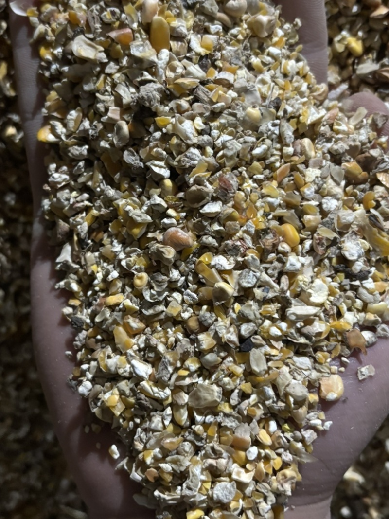 养殖碎玉米价格美丽保质保量供货视频看货