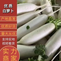 白萝卜湖北白萝卜精品白萝卜高山白萝卜产地发货
