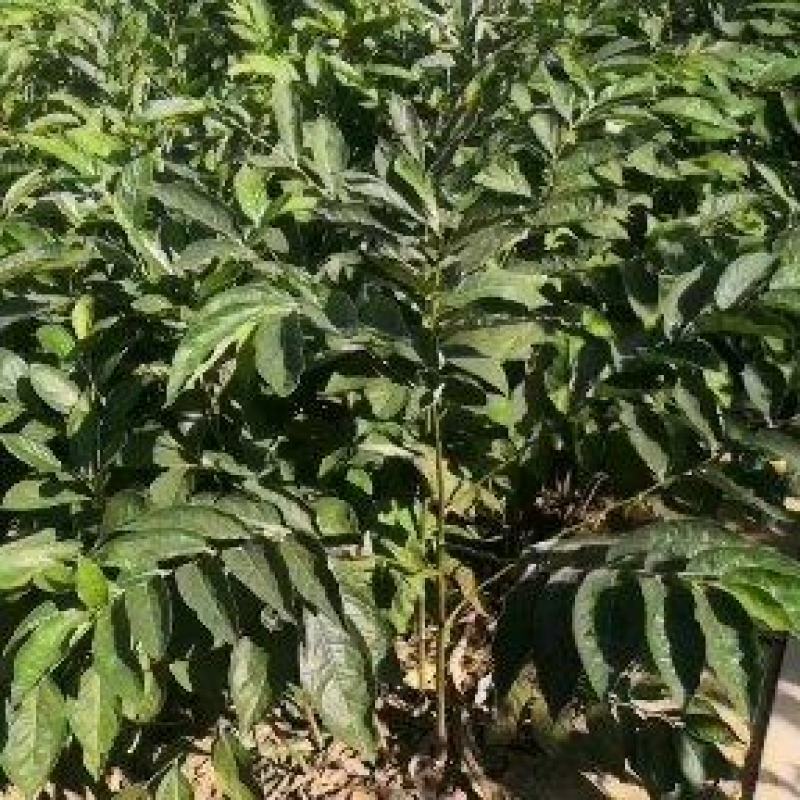 批发软枣苗山东软枣树苗嫁接新品种柿子树占木