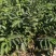 批发软枣苗山东软枣树苗嫁接新品种柿子树占木