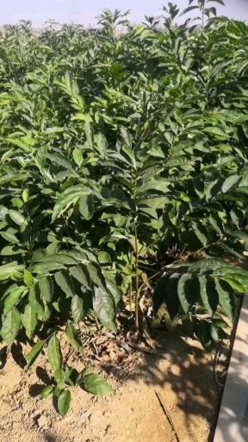 批发软枣苗山东软枣树苗嫁接新品种柿子树占木