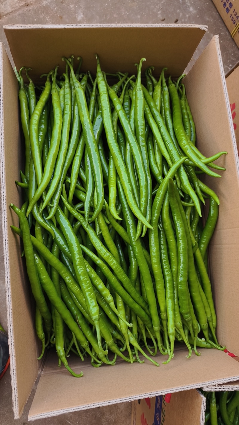 广东鲜辣椒、3号椒，二荆条，大量货源，价格便宜，产地直发