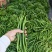 广东鲜辣椒、3号椒，二荆条，大量货源，价格便宜，产地直发