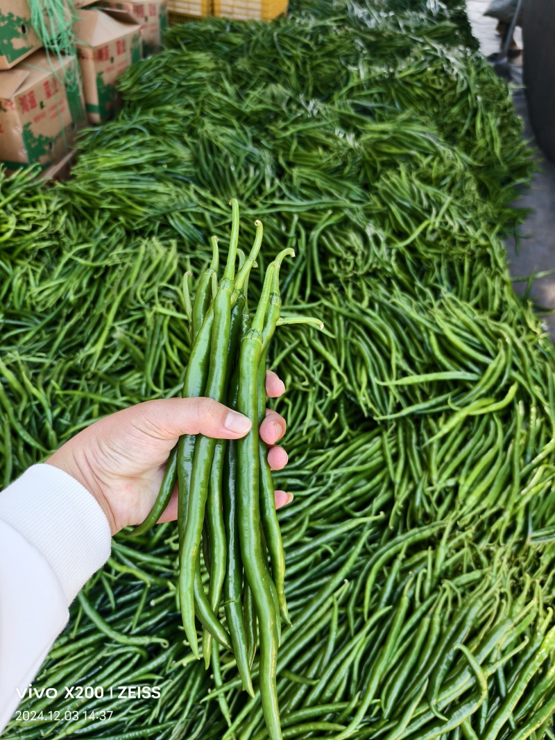 广东鲜辣椒、3号椒，二荆条，大量货源，价格便宜，产地直发