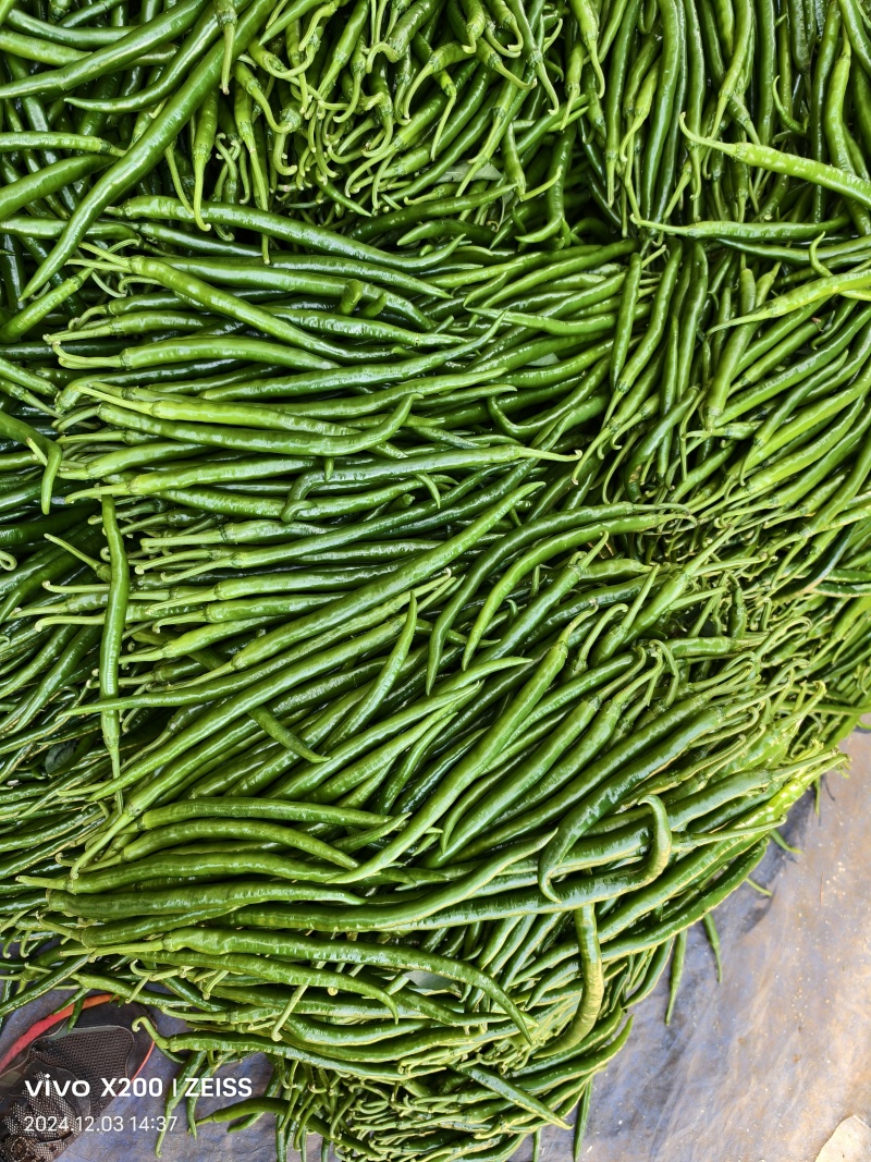 广东鲜辣椒、3号椒，二荆条，大量货源，价格便宜，产地直发