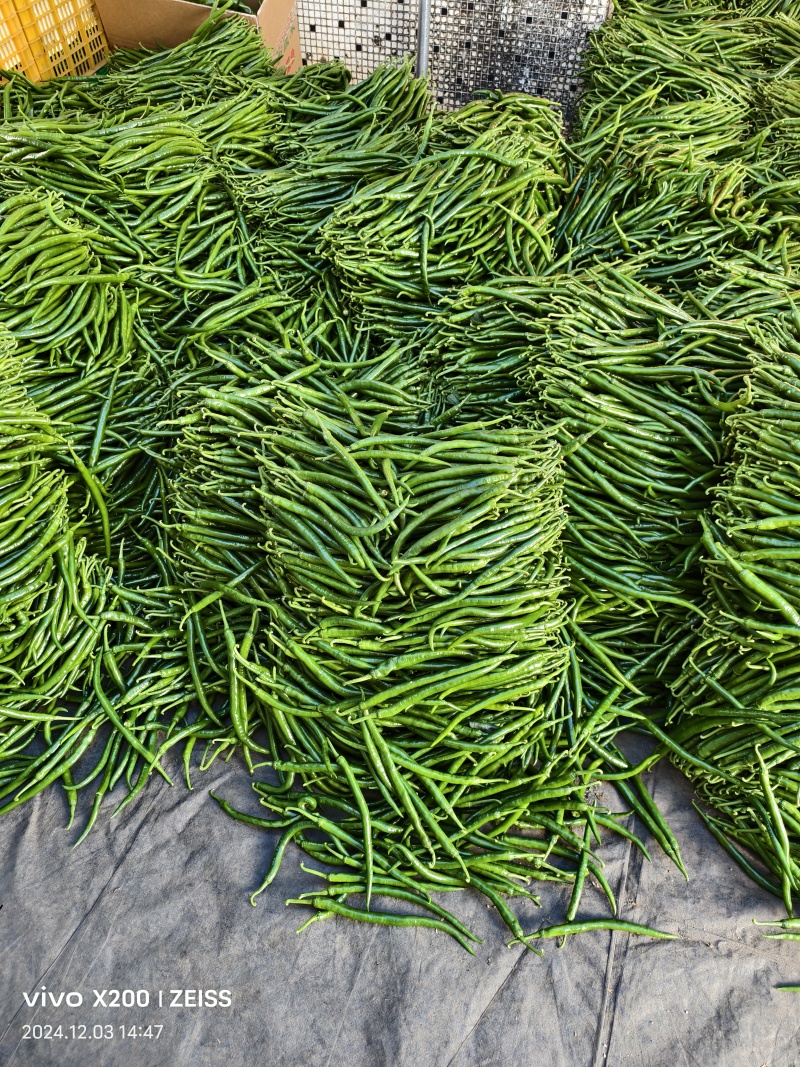 广东鲜辣椒、3号椒，二荆条，大量货源，价格便宜，产地直发