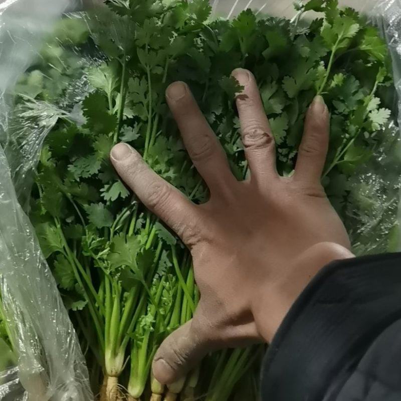 香菜