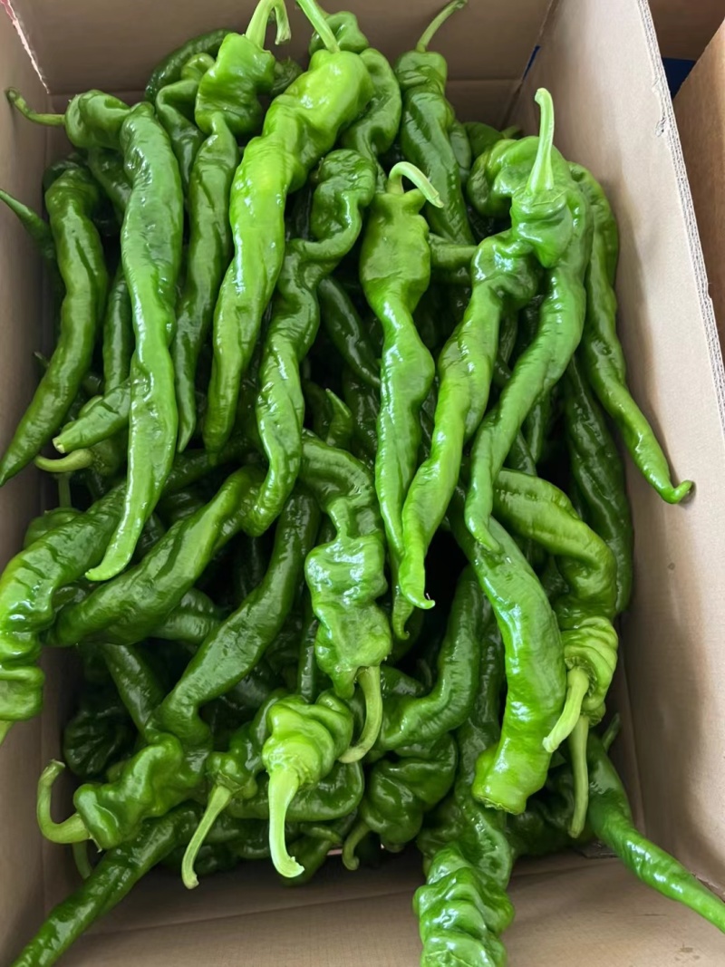 广东湛江陇椒大量上市，货源充足，质量保证，欢迎咨询