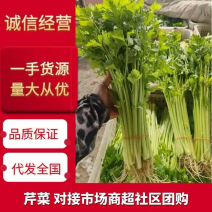 江苏南通芹菜主产区，现挖先发，一手货源大量供应
