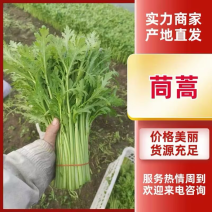 【精品】南通茼蒿产地直发一手货源大量供应品质保证