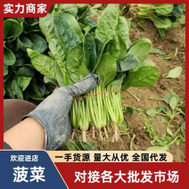 优质新鲜菠菜【代发全国】货量充足，对接各大电商市场商超