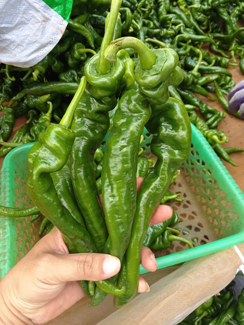 广东湛江陇椒大量上市，货源充足，质量保证，欢迎咨询