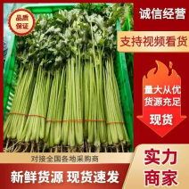 精品芹菜，质量好价格低，对接各级批发商商超
