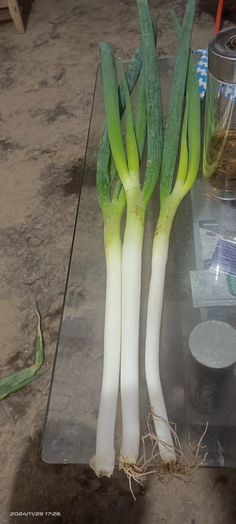 精品五指