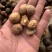 油茶籽