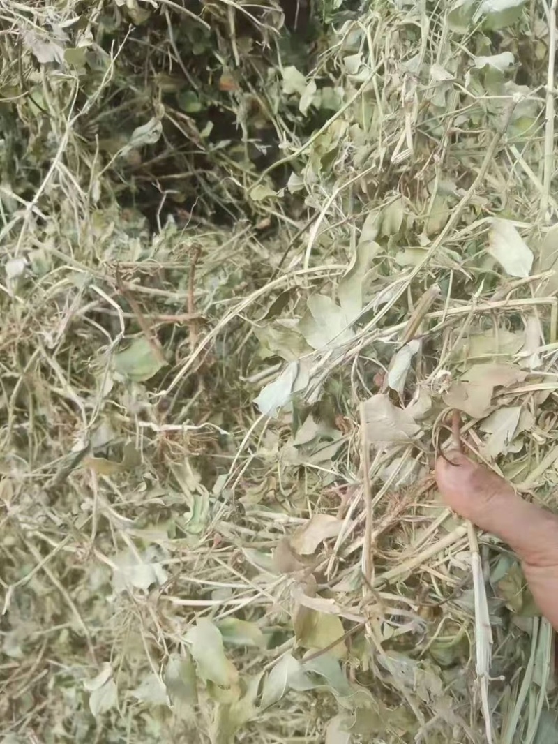 花生秧无土无沙无地膜喂牛羊草料大量上市销售