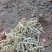 花生秧无土无沙无地膜喂牛羊草料大量上市销售