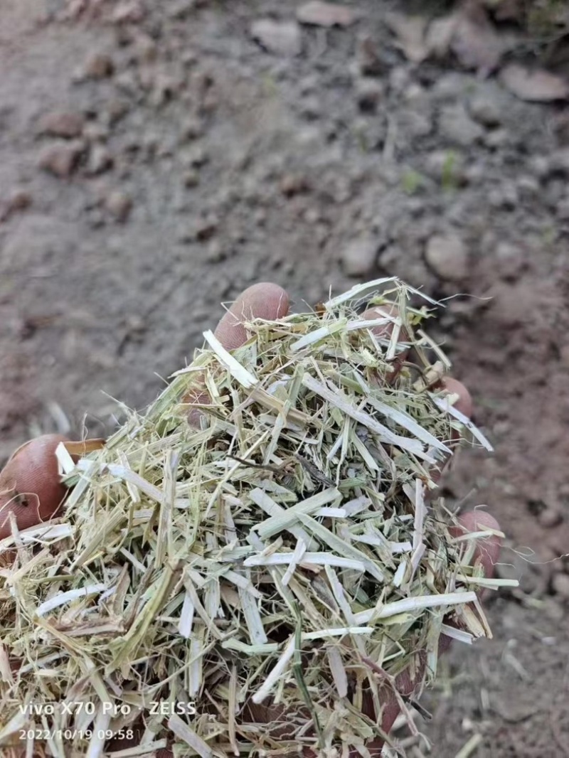 花生秧无土无沙无地膜喂牛羊草料大量上市销售