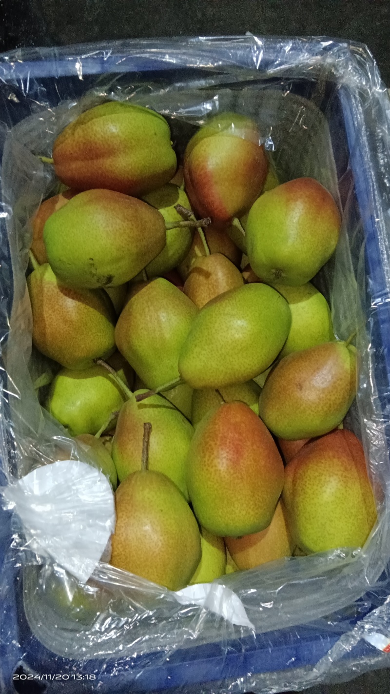 陕西红香酥梨大量供应，冷库储存量1千万斤，口感脆甜，