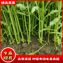 【热卖中】精品茼蒿产地直发量大质优价格便宜欢迎来电