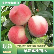 十年老店，只卖真苗！日本早熟蜜桃：新品种春生一号