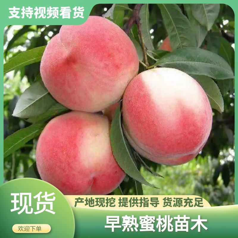 十年老店，只卖真苗！日本早熟蜜桃：新品种春生一号