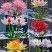 新款耐寒**伴月球室内浓香型花卉大全阳台水土四季花卉
