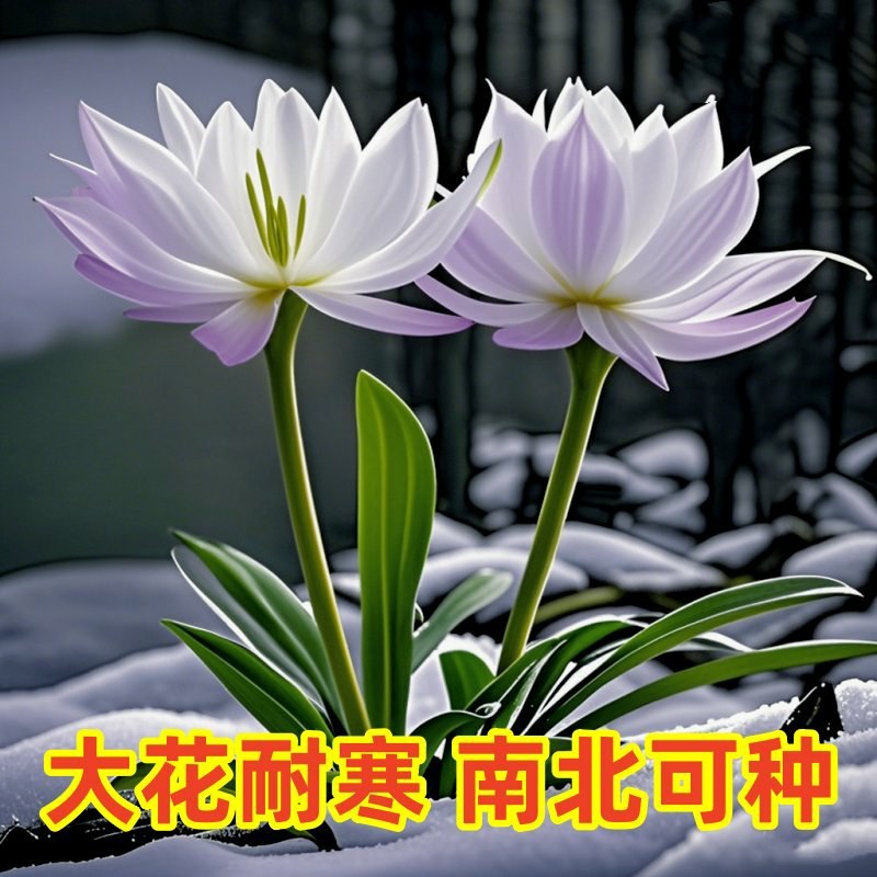 新款耐寒**伴月球室内浓香型花卉大全阳台水土四季花卉