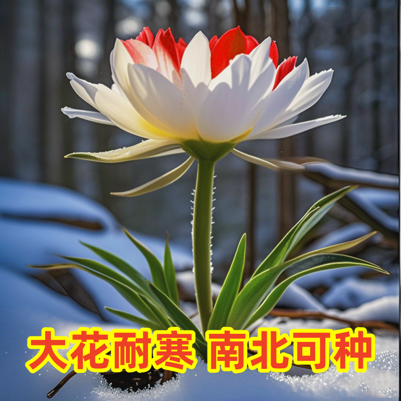 新款耐寒**伴月球室内浓香型花卉大全阳台水土四季花卉