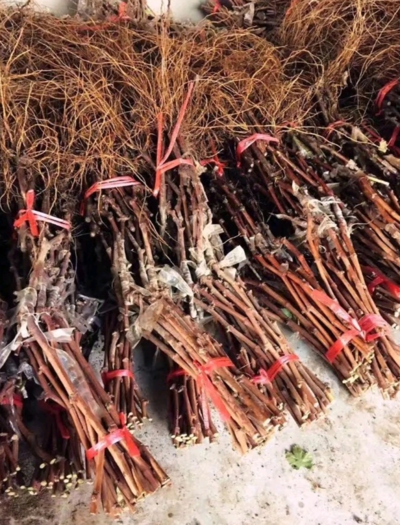 夏黑葡萄苗30~50cm1年苗圃现挖现发包成活