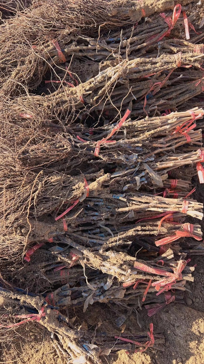 夏黑葡萄苗30~50cm1年苗圃现挖现发包成活