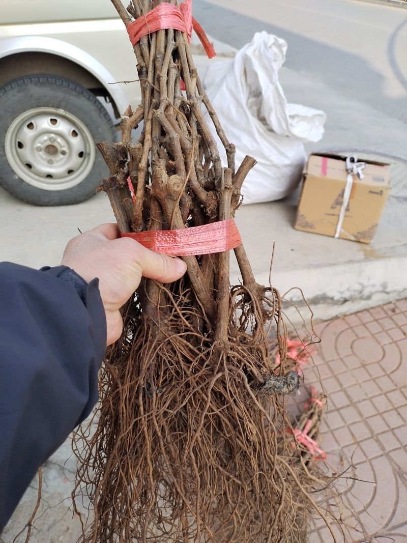 夏黑葡萄苗30~50cm1年苗圃现挖现发包成活