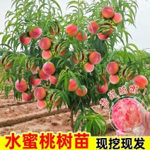 百万棵桃树苗千亩苗圃基地自繁自育包品种包结桃