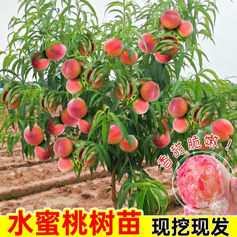 百万棵桃树苗千亩苗圃基地自繁自育包品种包结桃