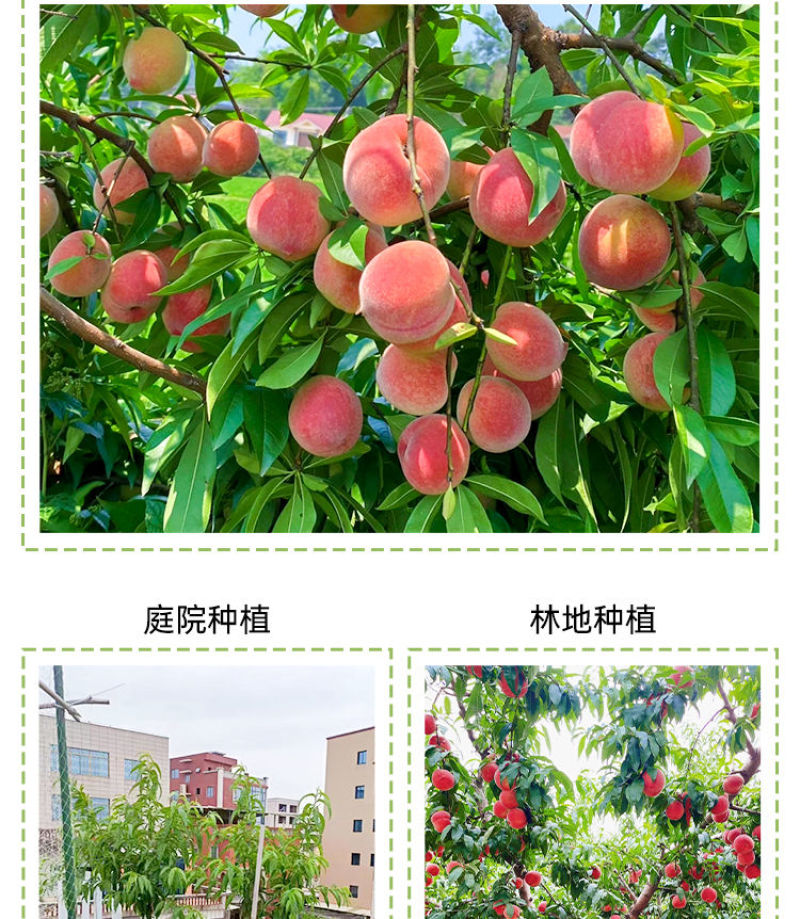 百万棵桃树苗千亩苗圃基地自繁自育包品种包结桃