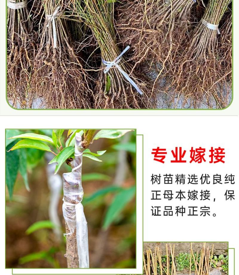 百万棵桃树苗千亩苗圃基地自繁自育包品种包结桃