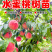 百万棵桃树苗千亩苗圃基地自繁自育包品种包结桃