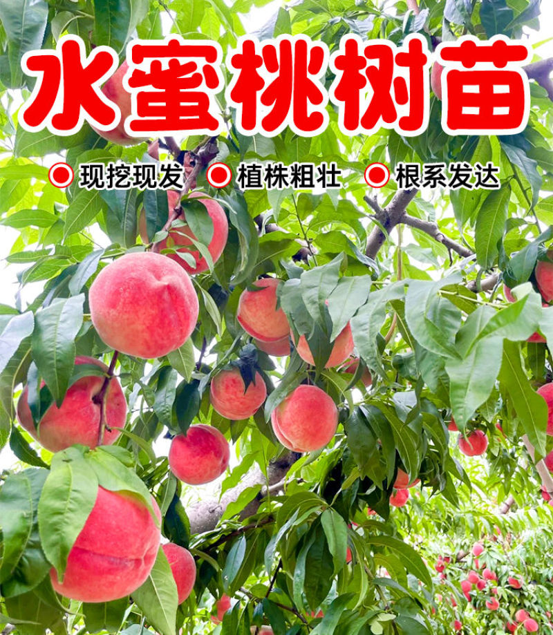 百万棵桃树苗千亩苗圃基地自繁自育包品种包结桃