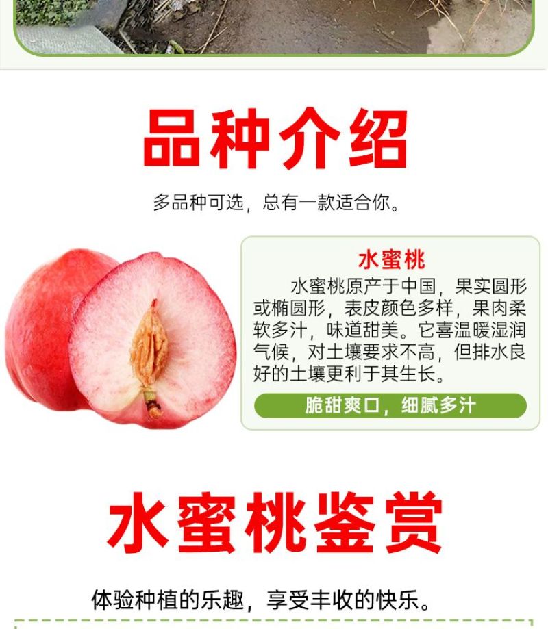 百万棵桃树苗千亩苗圃基地自繁自育包品种包结桃
