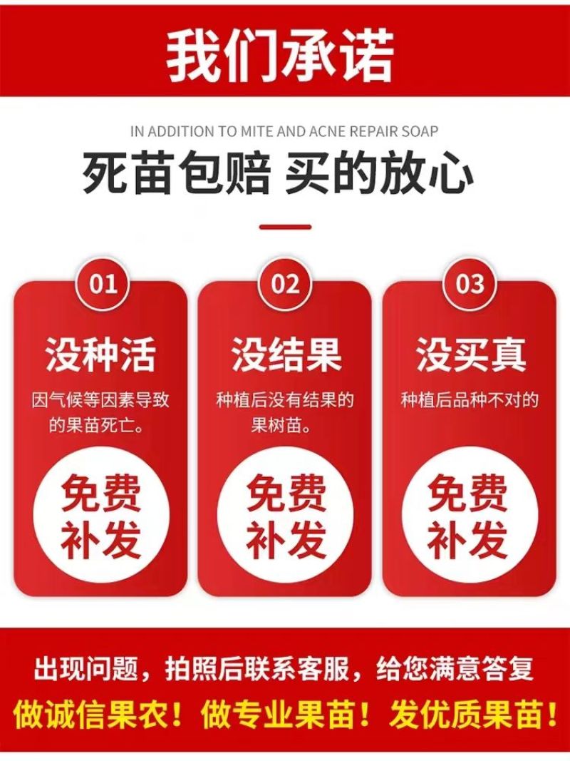 百万棵桃树苗千亩苗圃基地自繁自育包品种包结桃