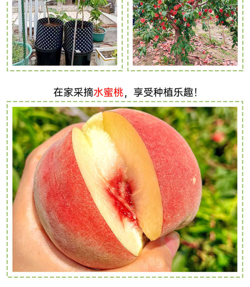 百万棵桃树苗千亩苗圃基地自繁自育包品种包结桃