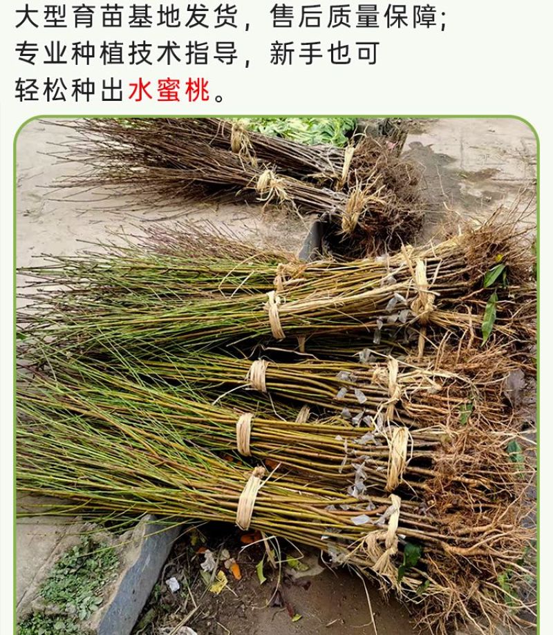 百万棵桃树苗千亩苗圃基地自繁自育包品种包结桃