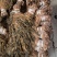 整颗梅干菜，色黄，味香，根小，大量有货，随时发货，