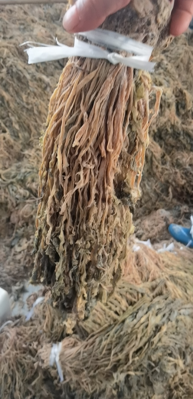 整颗梅干菜，色黄，味香，根小，大量有货，随时发货，